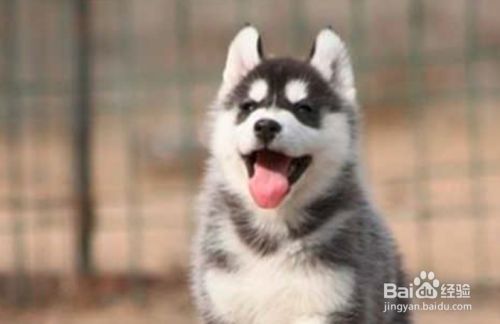 哈士奇幼犬如何训练