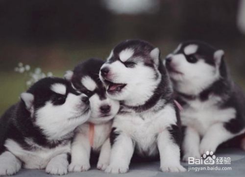 哈士奇幼犬如何训练