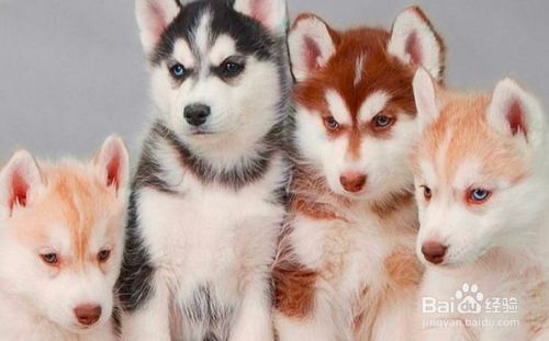 哈士奇幼犬如何训练