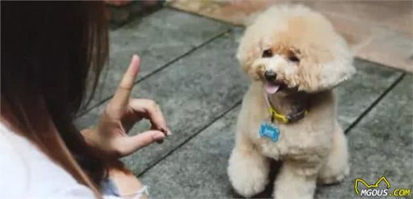 三个方法教你训练狗狗学会坐下
