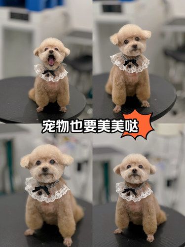 宠物造型的艺术感