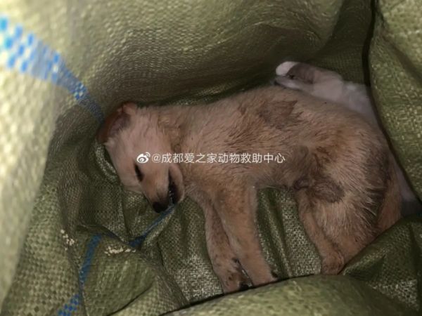 快递不能邮寄宠物,那正规的托运应该是怎样?