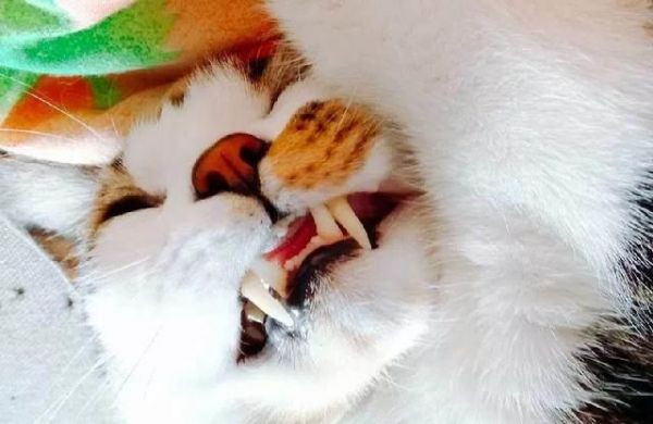 你知道猫咪一共有几颗牙么？有人说26颗有人说30颗