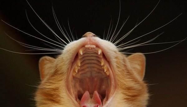 你知道猫咪一共有几颗牙么？有人说26颗有人说30颗
