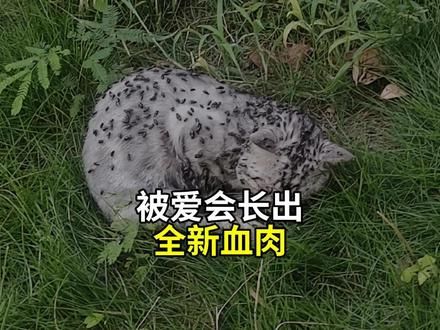 蝇虫的判决书 却被爱神的风吹走了（素材来自：@十九是只喵吖 ） #流浪猫救助
