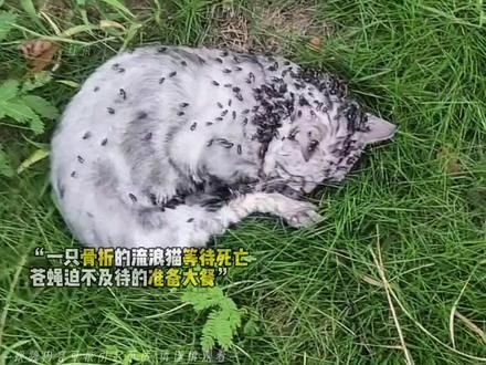 “#歌曲鸣夏 蝇虫的判决书，却被爱神的风吹走了”#流浪猫救助 #感动瞬间