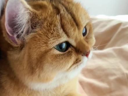 猫咪发出咕噜的声音是想表达什么？ #猫 #猫咪 #猫咪的迷惑行为 #科普 #科普一下