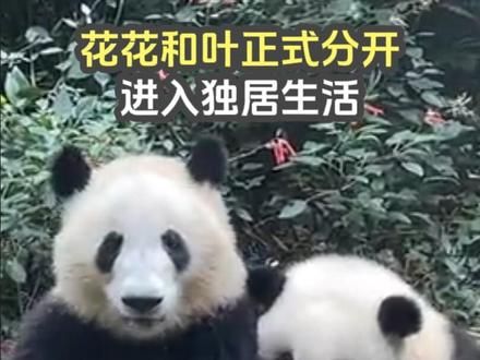 花花和叶正式分开，进入独居生活，为什么和叶更让人担心 #大熊猫和花 #大熊猫和叶 #大熊猫和花和叶 #熊猫花花 #大熊猫