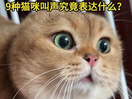 9种猫咪叫声 究竟表达什么？ #猫 #猫咪 #猫叫 #猫的声音