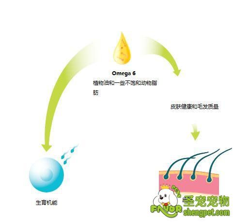 狗狗皮毛要健康，少不了Omega-6脂肪酸