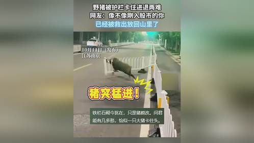 野猪被护栏卡住进退两难，网友：像不像刚入股市的你，已经被救出放回山里了
