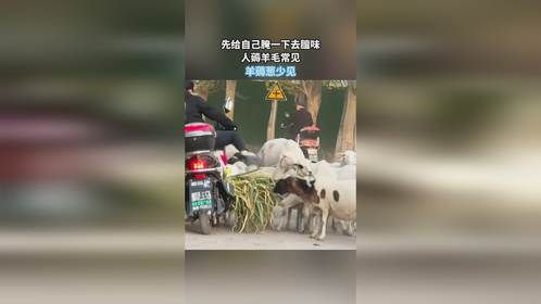 先给自己腌一下去膻味，人薅羊毛常见，羊薅葱少见