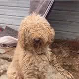 价值万元的巨贵犬,被用来看大棚,有些狗,真不适合在农村养