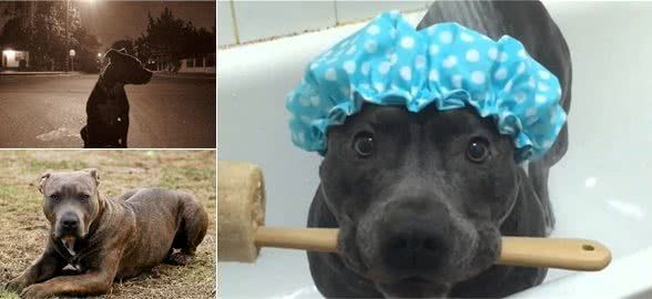 比特犬“忠诚护主”,危险之际却想先去救小主人,它曾被扔垃圾桶