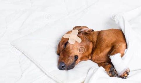 如何训练狗狗使用飞盘