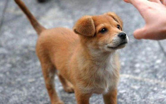 怎么训练狗狗玩飞盘