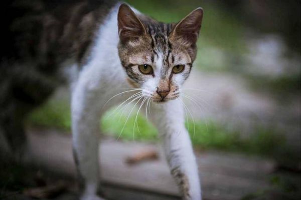 为什么很多猫离开主人后，就再也见不到了？看完可算知道了