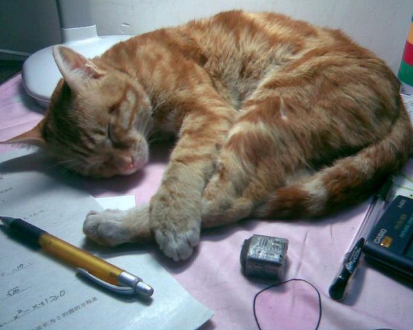 为什么很多猫离开主人后，就再也见不到了？看完可算知道了
