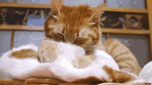 宠物猫咪为什么会按摩，你以为它真的只是在踩奶吗？
