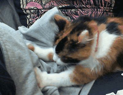 宠物猫咪为什么会按摩，你以为它真的只是在踩奶吗？