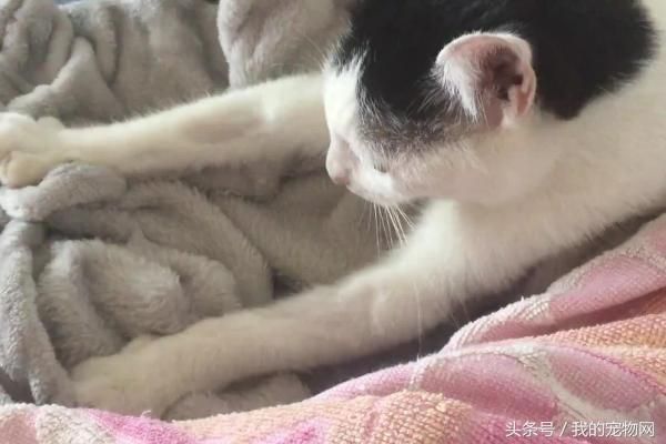 宠物猫咪为什么会按摩，你以为它真的只是在踩奶吗？