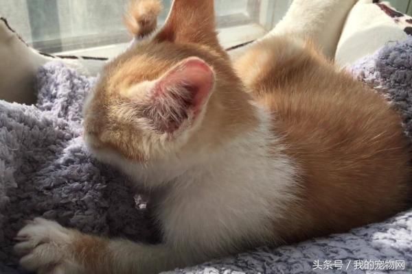 宠物猫咪为什么会按摩，你以为它真的只是在踩奶吗？
