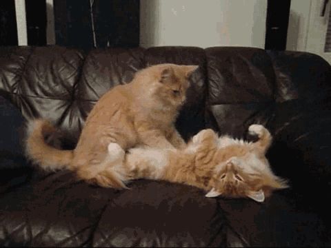 宠物猫咪为什么会按摩，你以为它真的只是在踩奶吗？