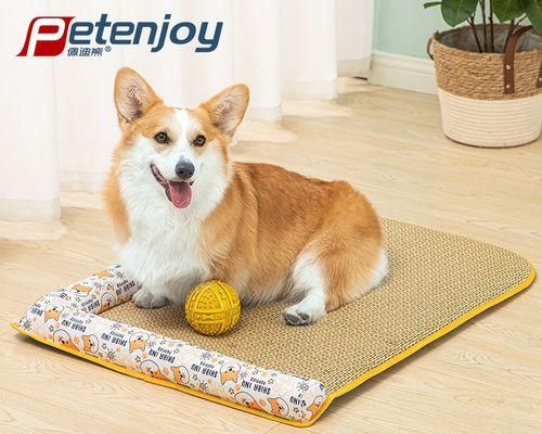 狗狗咬猫咪怎么办（宠物的相处之道）