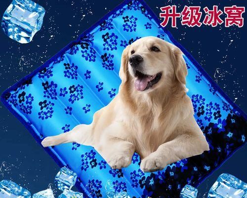 狗狗咬猫咪怎么办（宠物的相处之道）