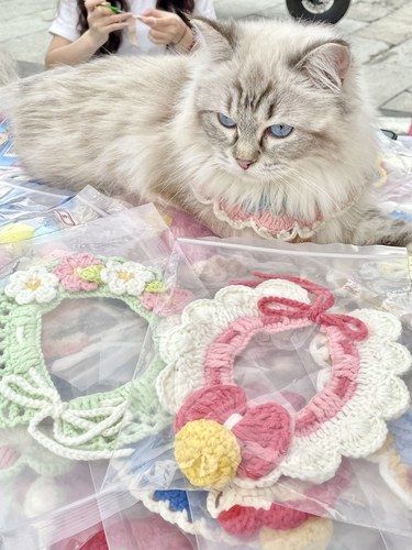 南宁2️⃣4️⃣h接诊的宠物医院！救我猫命[流泪]