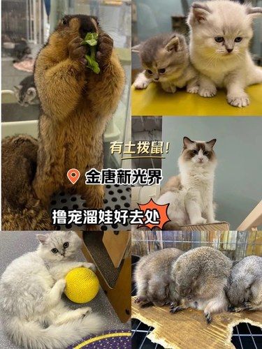 丰台区撸宠天花板