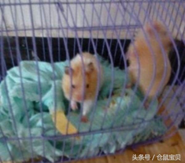 这众仓鼠是最早被人当成宠物去养的,现在全球各地都有人在饲养