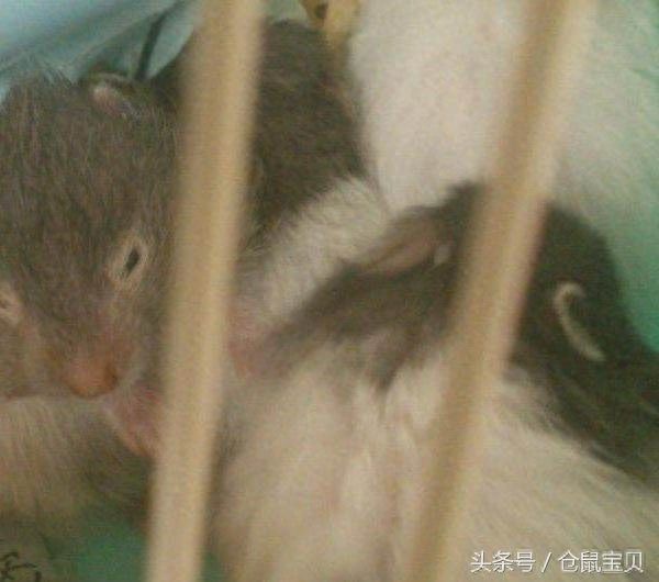这众仓鼠是最早被人当成宠物去养的,现在全球各地都有人在饲养