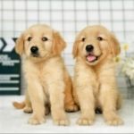 纯种金毛幼犬活体双血统金毛寻回犬赛级金毛犬工作犬宠物犬宠物狗