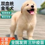 纯种金毛犬活体宠物幼犬家养宠物犬赛级双血统大骨架金毛幼犬