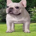 纯种法斗幼犬活体法牛短毛小型犬宠物犬家养狗狗斗牛犬幼崽伴侣犬