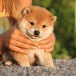 柴犬幼犬活体出售家养小型犬纯种柴犬幼犬活体豆柴犬包子脸宠物狗