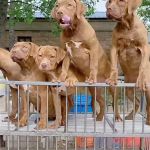 批发纯种比特犬精品大骨架比特活体幼犬双血统比特狩猎犬看家护院