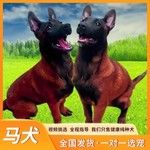 纯种马犬幼犬活体出售警犬看家护院犬爆红黑红黄马犬护卫犬宠物狗