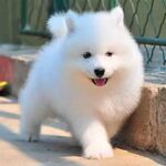 纯种萨摩耶幼犬活体微笑天使萨摩耶幼崽家养宠物狗狗双血统宠物犬