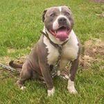 出售纯种比特犬幼犬活体斗狗比特犬狩猎犬家养大型看家护院比特犬