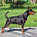 批发迷你宾莎犬幼犬活体迷你杜宾小型护卫犬工作犬宠物犬宠物狗