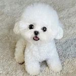 纯种比熊幼犬活体 长不大不掉毛比熊犬 小型犬茶杯犬活体宠物犬