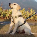 纯种拉布拉多幼犬家养导盲犬可爱活泼聪明的宠物犬双血统黑色白色