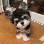 出售雪纳瑞幼犬纯种活体黑银椒盐色白色飞耳米奇耳雪纳瑞宠物狗狗