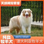 犬舍纯种澳大利亚牧羊犬 幼犬活体狗边牧护卫犬宠物犬宠物狗
