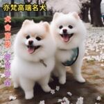 博美犬活体纯种幼犬茶杯犬迷你宠物犬狗狗黄色小型