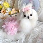 香港发货超小体约克夏幼犬马尔济斯茶杯犬宠物狗不掉毛雪纳瑞幼崽