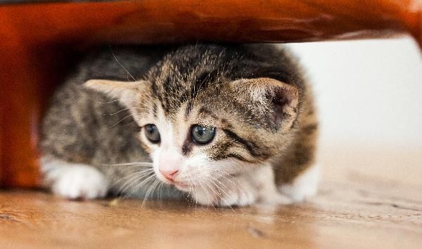 猫咪与生俱来的恐惧症，我们该怎样”化解“他的恐惧呢？
