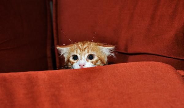 猫咪与生俱来的恐惧症，我们该怎样”化解“他的恐惧呢？